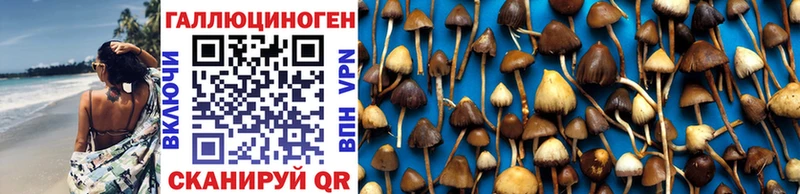 Псилоцибиновые грибы Cubensis  Новая Ладога 